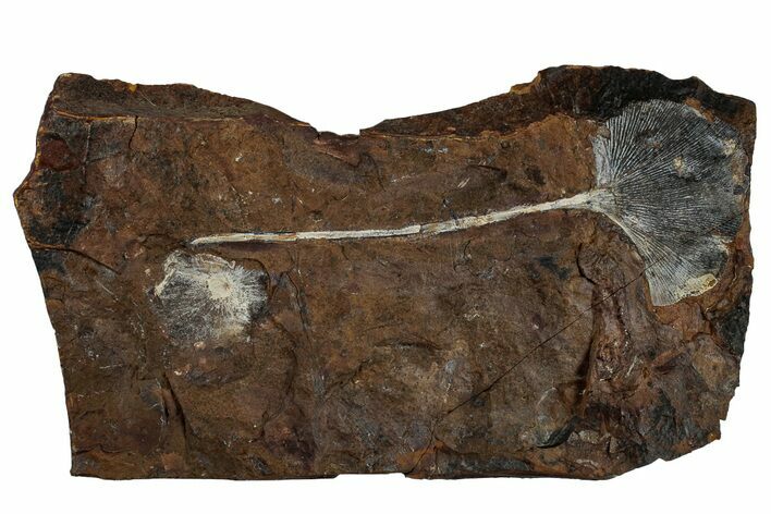 Fossil Ginkgo Leaf with Winged Walnut Fruit - North Dakota #263010